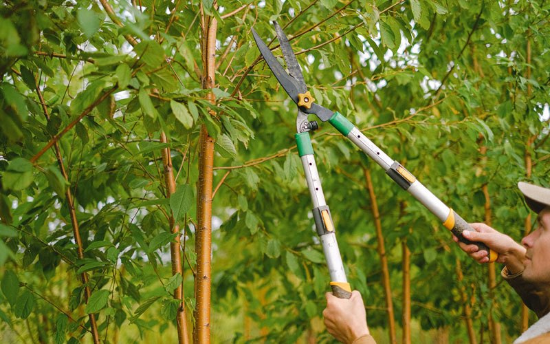 Tree trimming in Rollinsville, CO